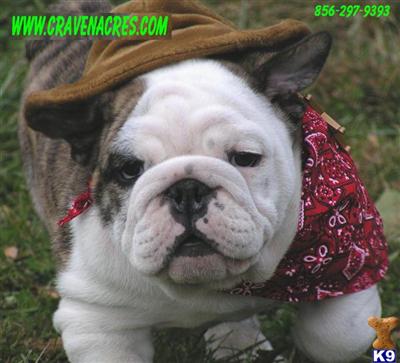 Stud Dogs - Bulldog